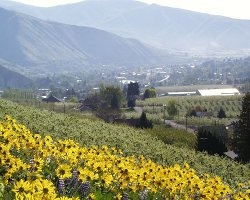 Cashmere Hills and Flowers