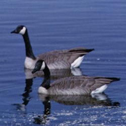 Canada Goose